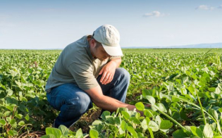 A importância do agrônomo para a boa produtividade agrícola
