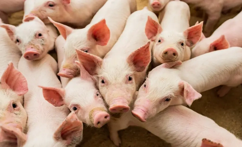 Swine Production
